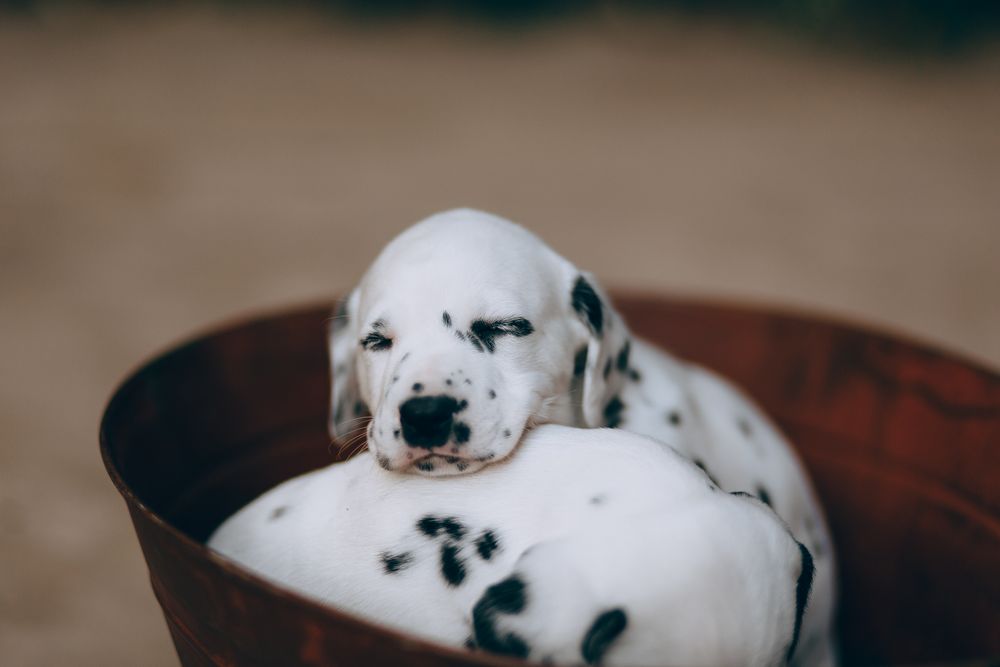 Birlikte dinlenen yavru köpekler