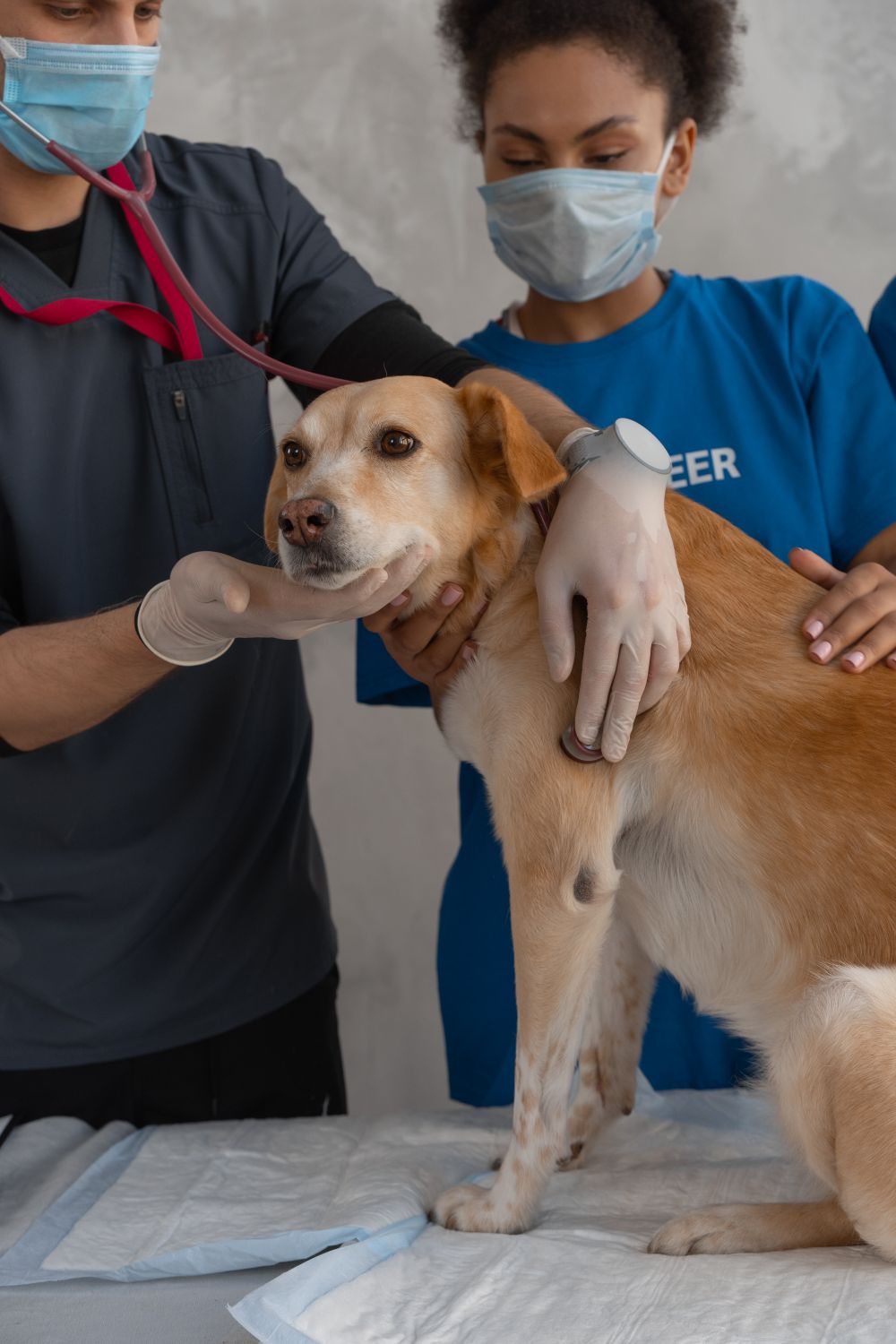 Klinikte muayene edilen köpek